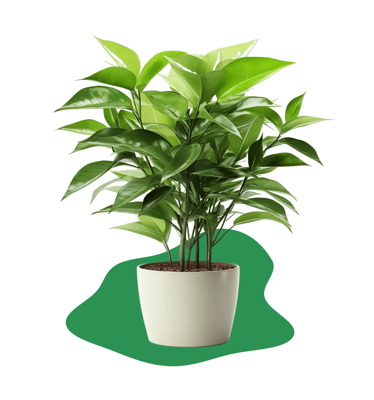 plant-1