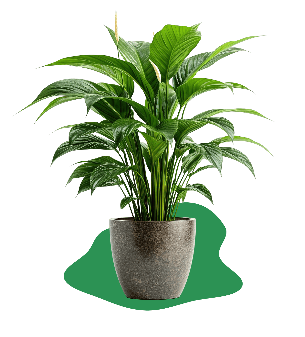 plant-1